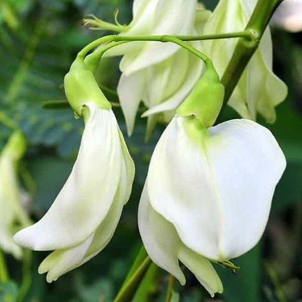 Sesbania Grandiflora, Hummingbird Tree - 0.5 kg Seeds