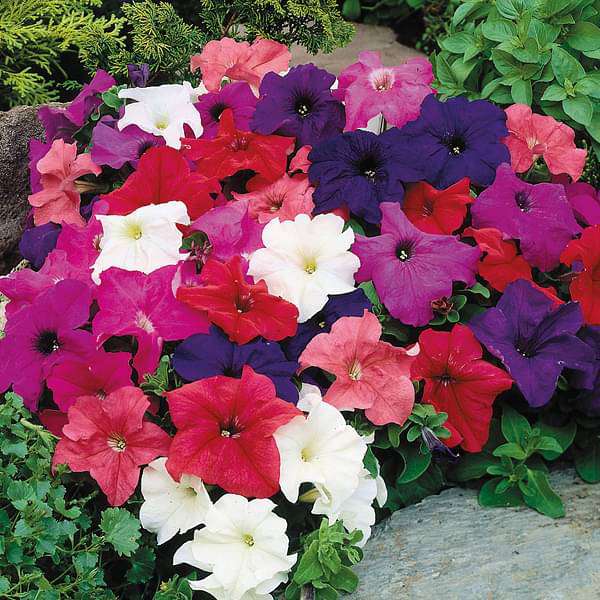 Set of 10 Best Flower Seeds to Sow in Winter Season