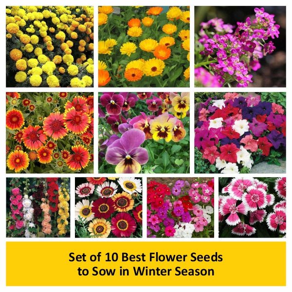 Set of 10 Best Flower Seeds to Sow in Winter Season - Image 2