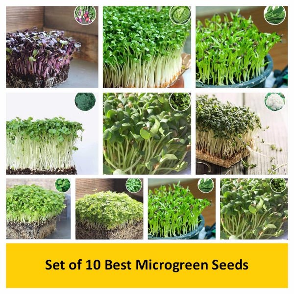 Set of 10 Best Microgreen Seeds - Image 2