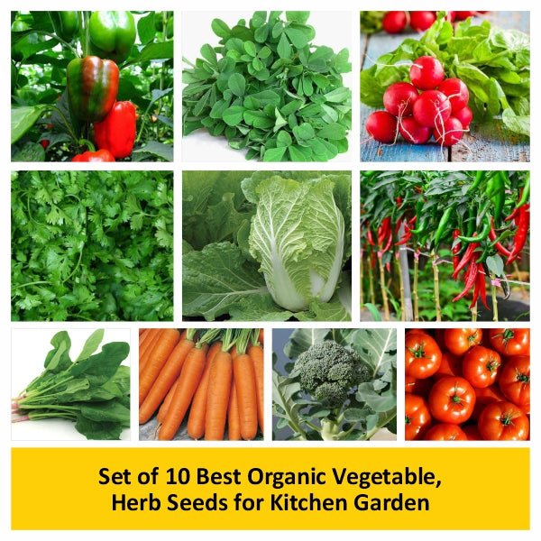 Set of 10 Best Organic Vegetable, Herb Seeds for Kitchen Garden - Image 2