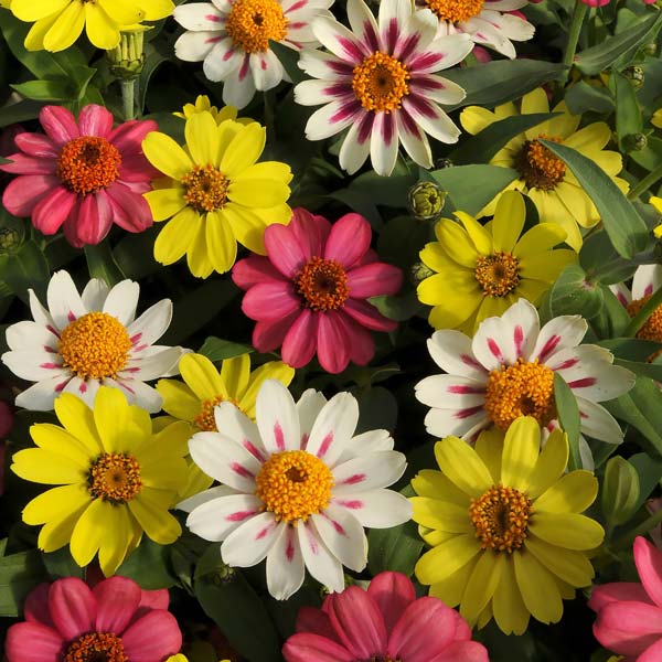 Set of 10 Best Vegetable and Flower Seeds for Kitchen Garden