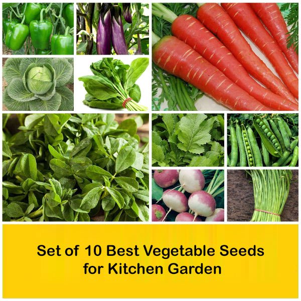 Set of 10 Best Vegetable Seeds for Kitchen Garden - Image 2