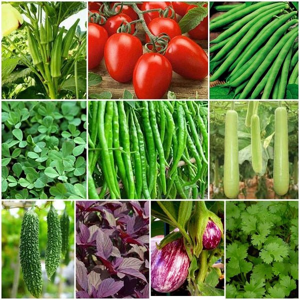Set of 10 Best Vegetable Seeds to Sow in Summer Season - Image 2