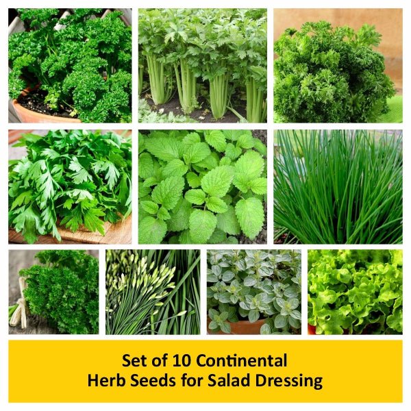 Set of 10 Continental Herb Seeds for Salad Dressing - Image 2