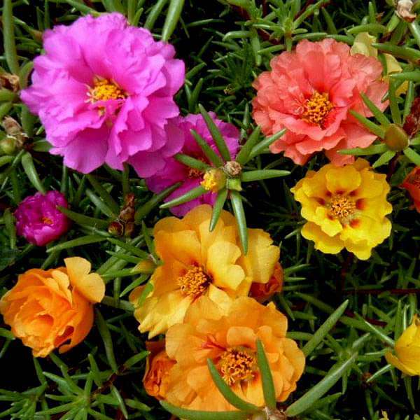 Set of 10 Flowering Seeds to Sow in April, May in North India