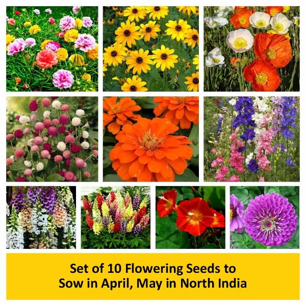 Set of 10 Flowering Seeds to Sow in April, May in North India - Image 2