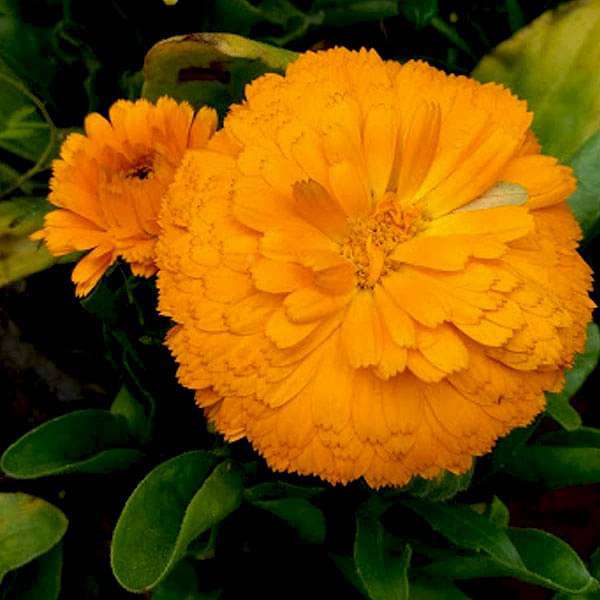 Set of 10 Flowering Seeds to Sow in April, May in South India