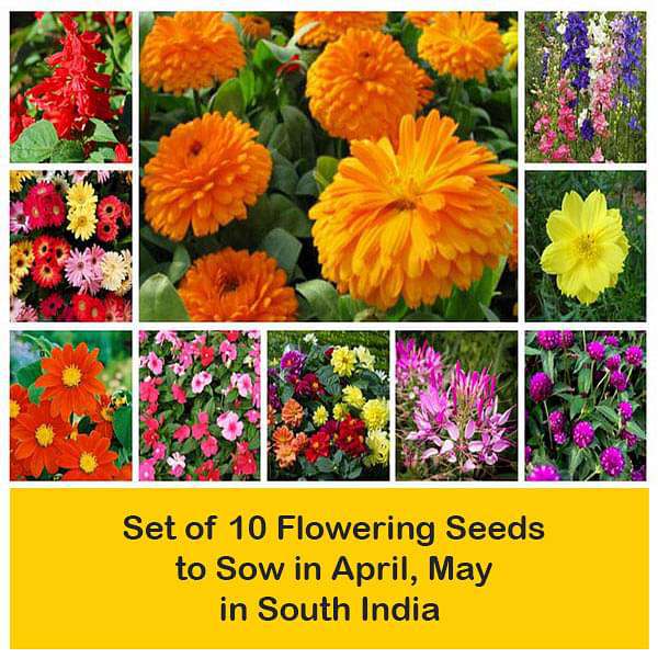Set of 10 Flowering Seeds to Sow in April, May in South India - Image 2