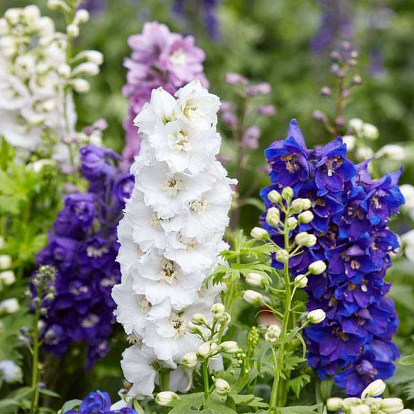 Set of 10 Flowering Seeds to Sow in August, September in North India