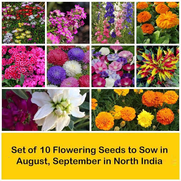 Set of 10 Flowering Seeds to Sow in August, September in North India - Image 2