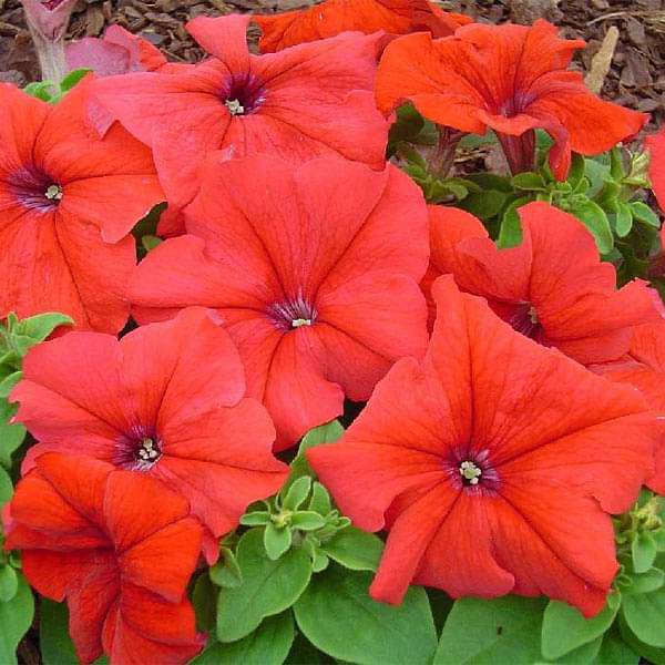 Set of 10 Flowering Seeds to Sow in August, September in South India