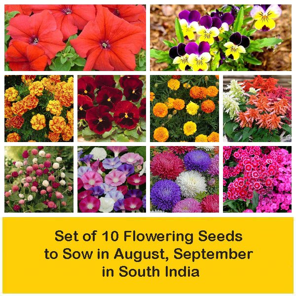 Set of 10 Flowering Seeds to Sow in August, September in South India - Image 2