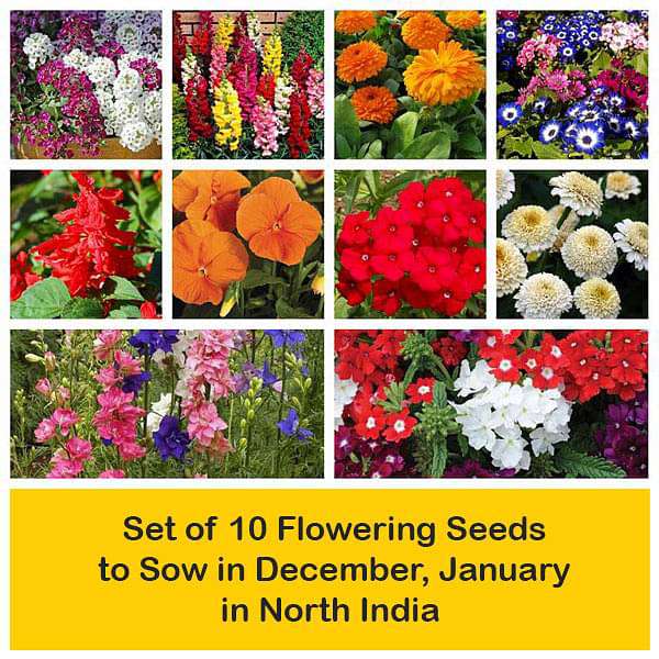 Set of 10 Flowering Seeds to Sow in December, January in North India - Image 2