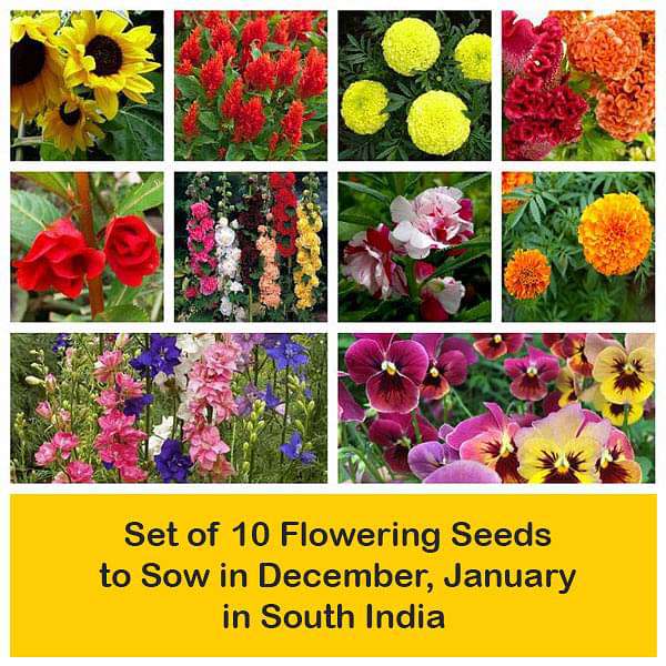 Set of 10 Flowering Seeds to Sow in December, January in South India - Image 2