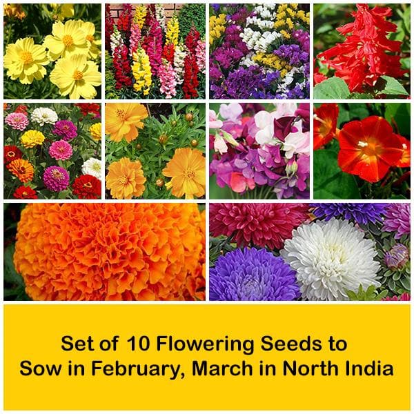 Set of 10 Flowering Seeds to Sow in February, March in North India - Image 2