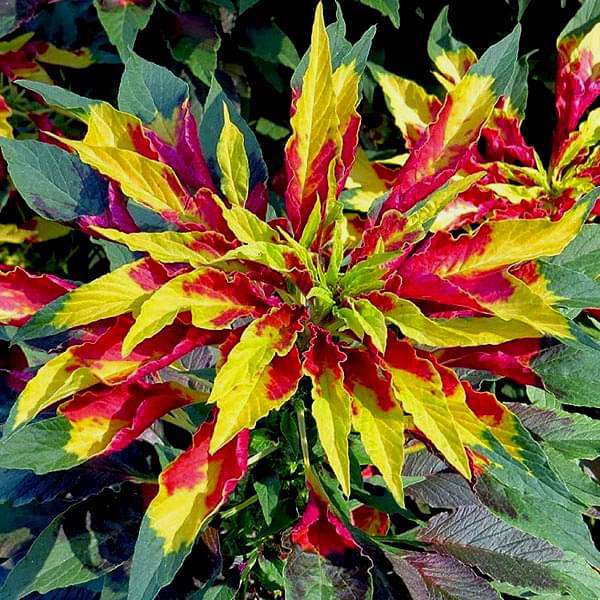 Set of 10 Flowering Seeds to Sow in February, March in South India