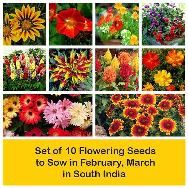 Set of 10 Flowering Seeds to Sow in February, March in South India - Image 2