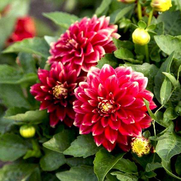 Set of 10 Flowering Seeds to Sow in June, July in North India