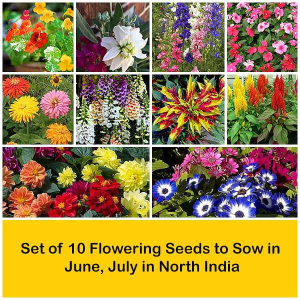Set of 10 Flowering Seeds to Sow in June, July in North India - Image 2