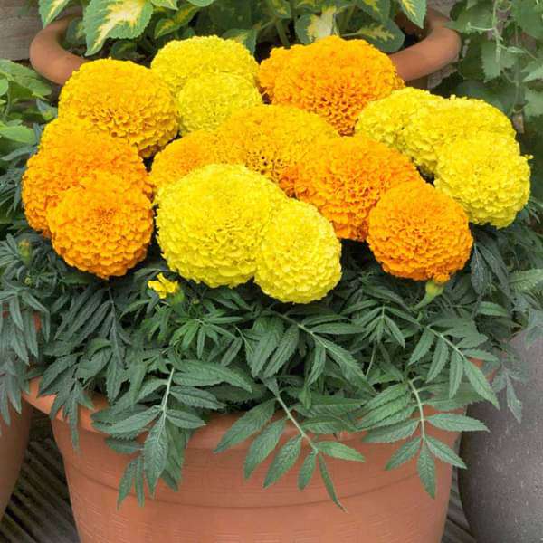 Set of 10 Flowering Seeds to Sow in June, July in South India