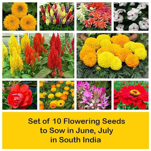 Set of 10 Flowering Seeds to Sow in June, July in South India - Image 2