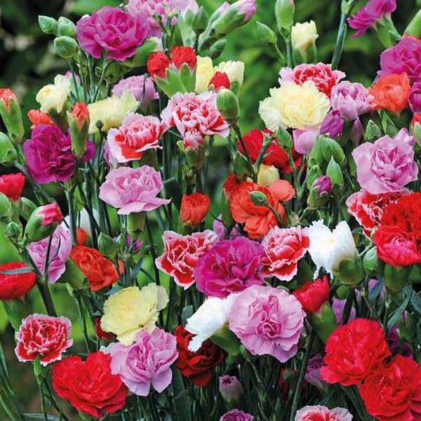 Set of 10 Flowering Seeds to Sow in October, November in North India