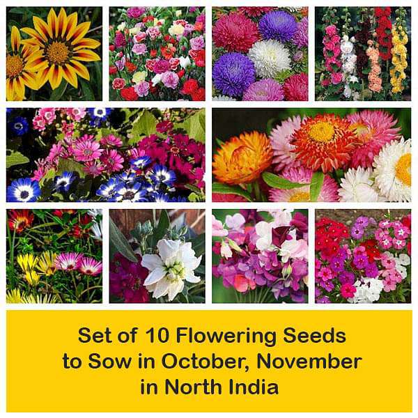 Set of 10 Flowering Seeds to Sow in October, November in North India - Image 2