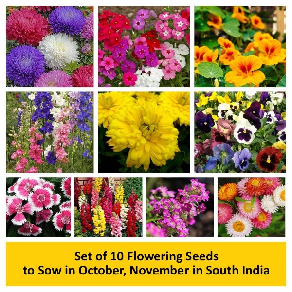 Set of 10 Flowering Seeds to Sow in October, November in South India - Image 2