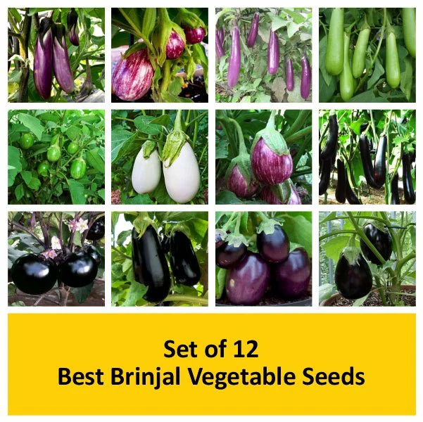 Set of 12 Best Brinjal Vegetable Seeds - Image 2