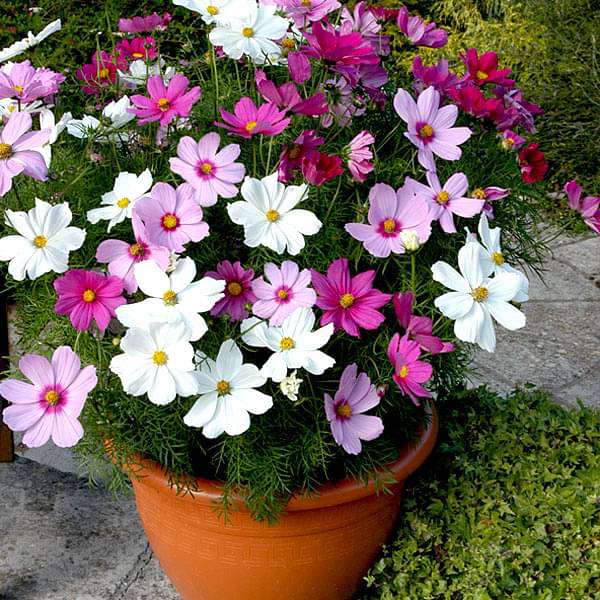 Set of 12 Best Flower Seeds to Sow in Summer Season