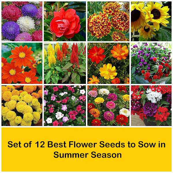 Set of 12 Best Flower Seeds to Sow in Summer Season - Image 2
