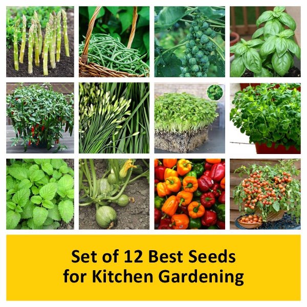 Set of 12 Best Seeds for Kitchen Gardening - Image 2