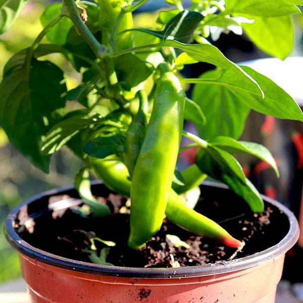 Set of 12 Best Vegetable Seeds to Sow in Rainy Season