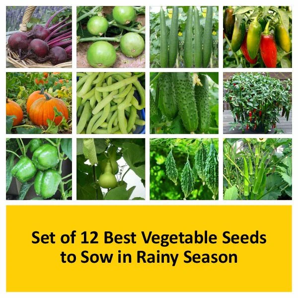 Set of 12 Best Vegetable Seeds to Sow in Rainy Season - Image 2