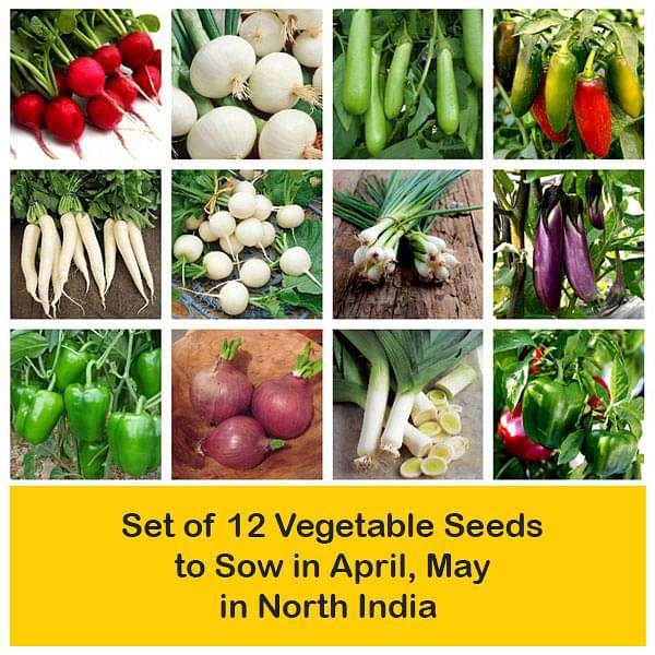 Set of 12 Vegetable Seeds to Sow in April, May in North India - Image 2