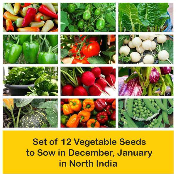 Set of 12 Vegetable Seeds to Sow in December, January in North India - Image 2