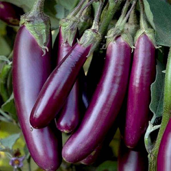 Set of 15 Vegetable Seeds to Sow in April, May in South India