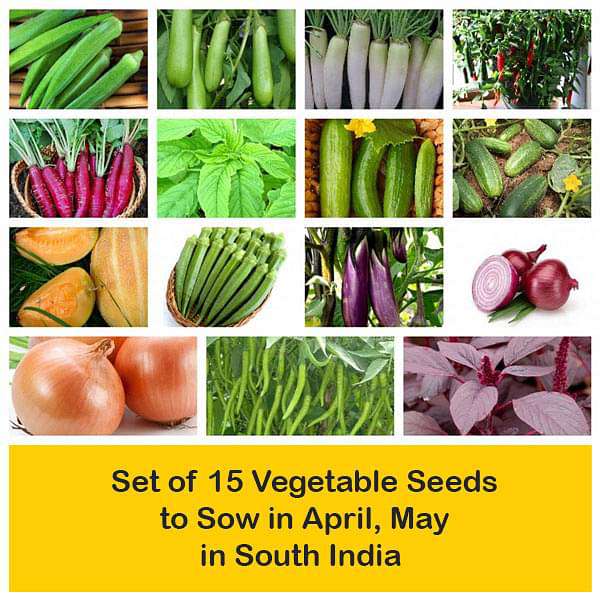 Set of 15 Vegetable Seeds to Sow in April, May in South India - Image 2