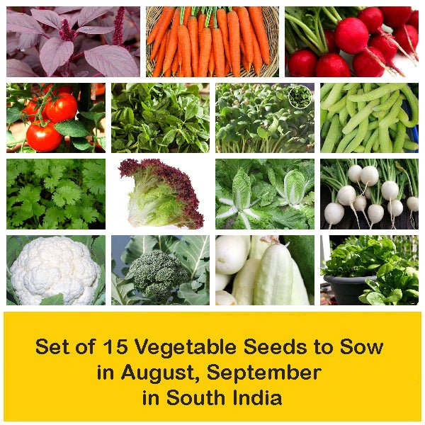 Set of 15 Vegetable Seeds to Sow in August, September in South India - Image 2