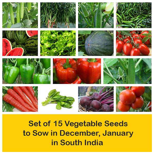 Set of 15 Vegetable Seeds to Sow in December, January in South India - Image 2