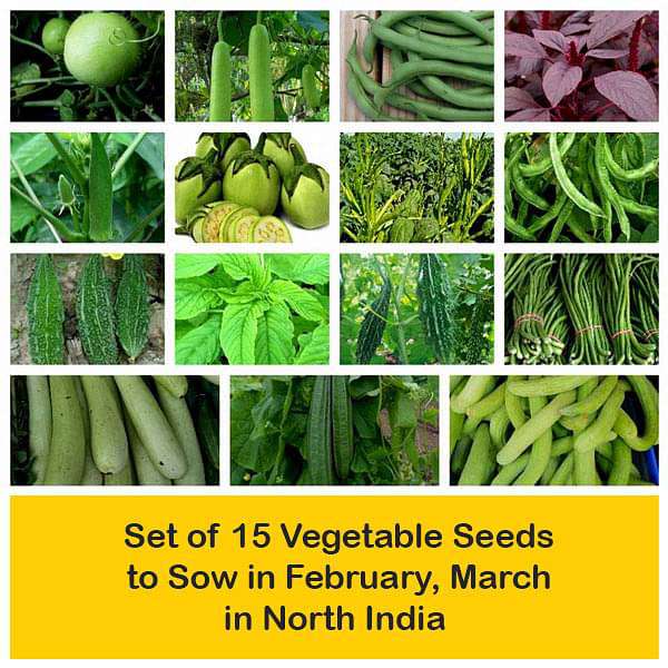 Set of 15 Vegetable Seeds to Sow in February, March in North India - Image 2