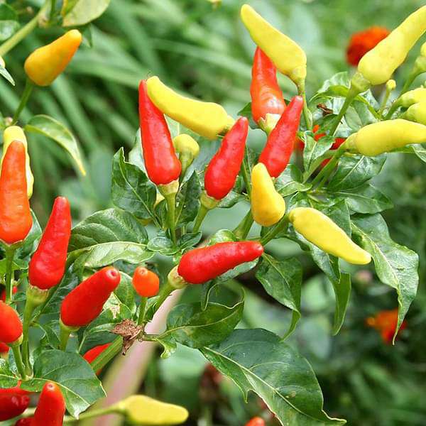 Set of 15 Vegetable Seeds to Sow in October, November in North India
