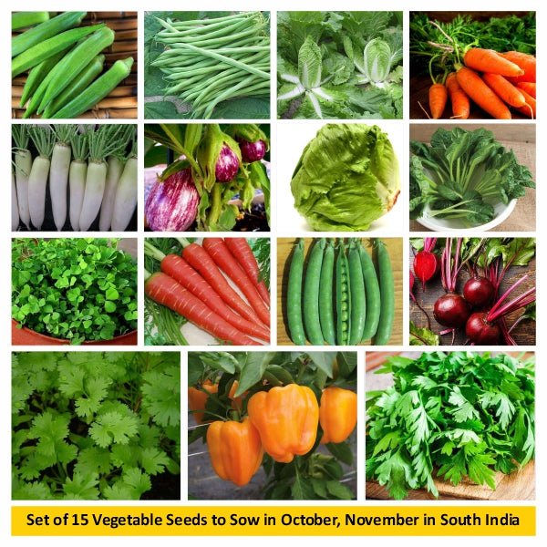 Set of 15 Vegetable Seeds to Sow in October, November in South India - Image 2