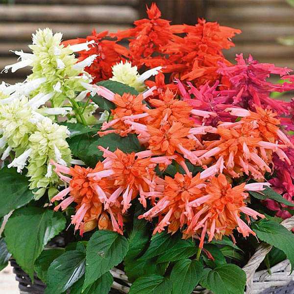 Set of 16 Best Flower Seeds to Sow in Rainy Season