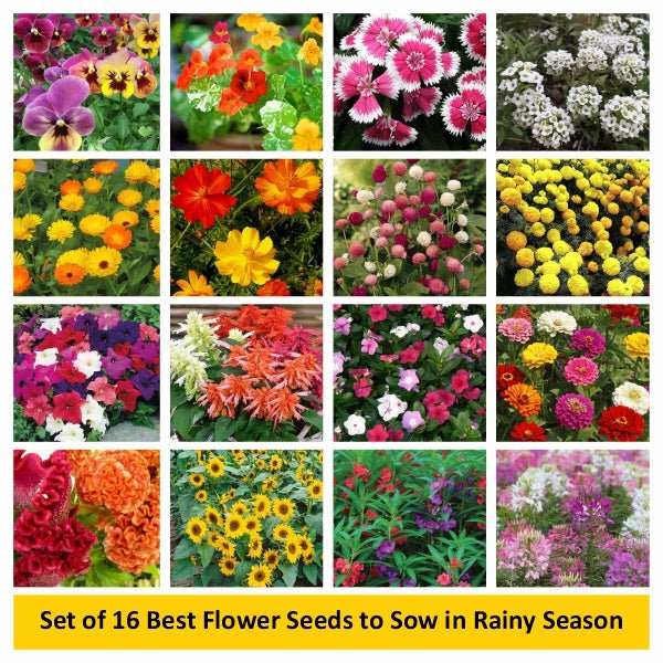 Set of 16 Best Flower Seeds to Sow in Rainy Season - Image 2