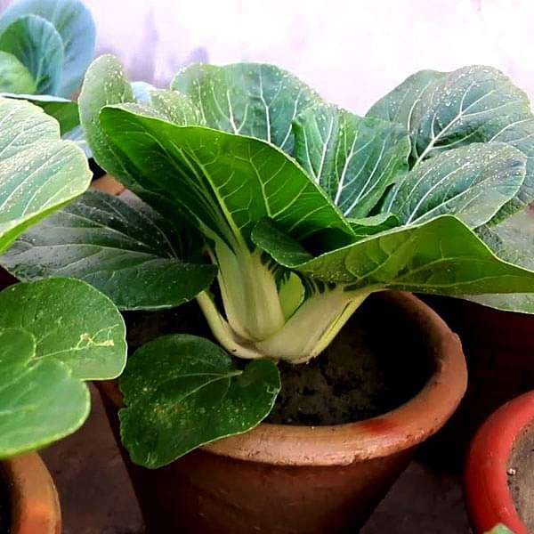 Set of 16 Best Seeds Used in Chinese Cuisines