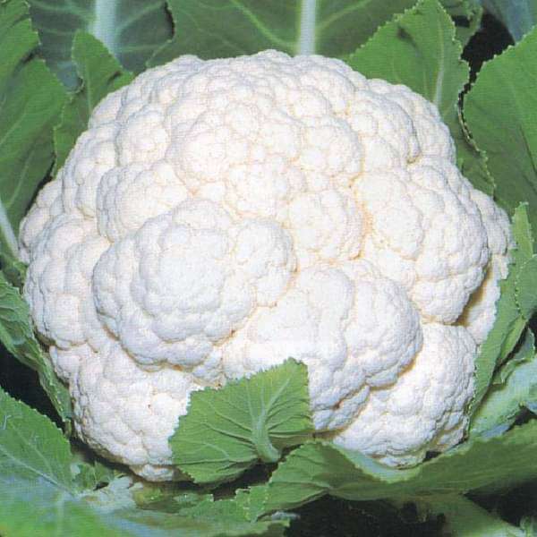 Set of 16 Vegetable Seeds to Sow in June, July in North India