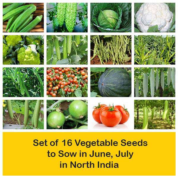 Set of 16 Vegetable Seeds to Sow in June, July in North India - Image 2