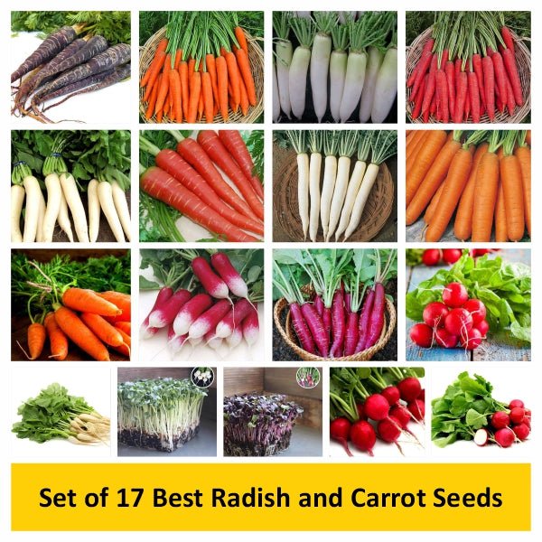 Set of 17 Best Radish and Carrot Seeds - Image 2